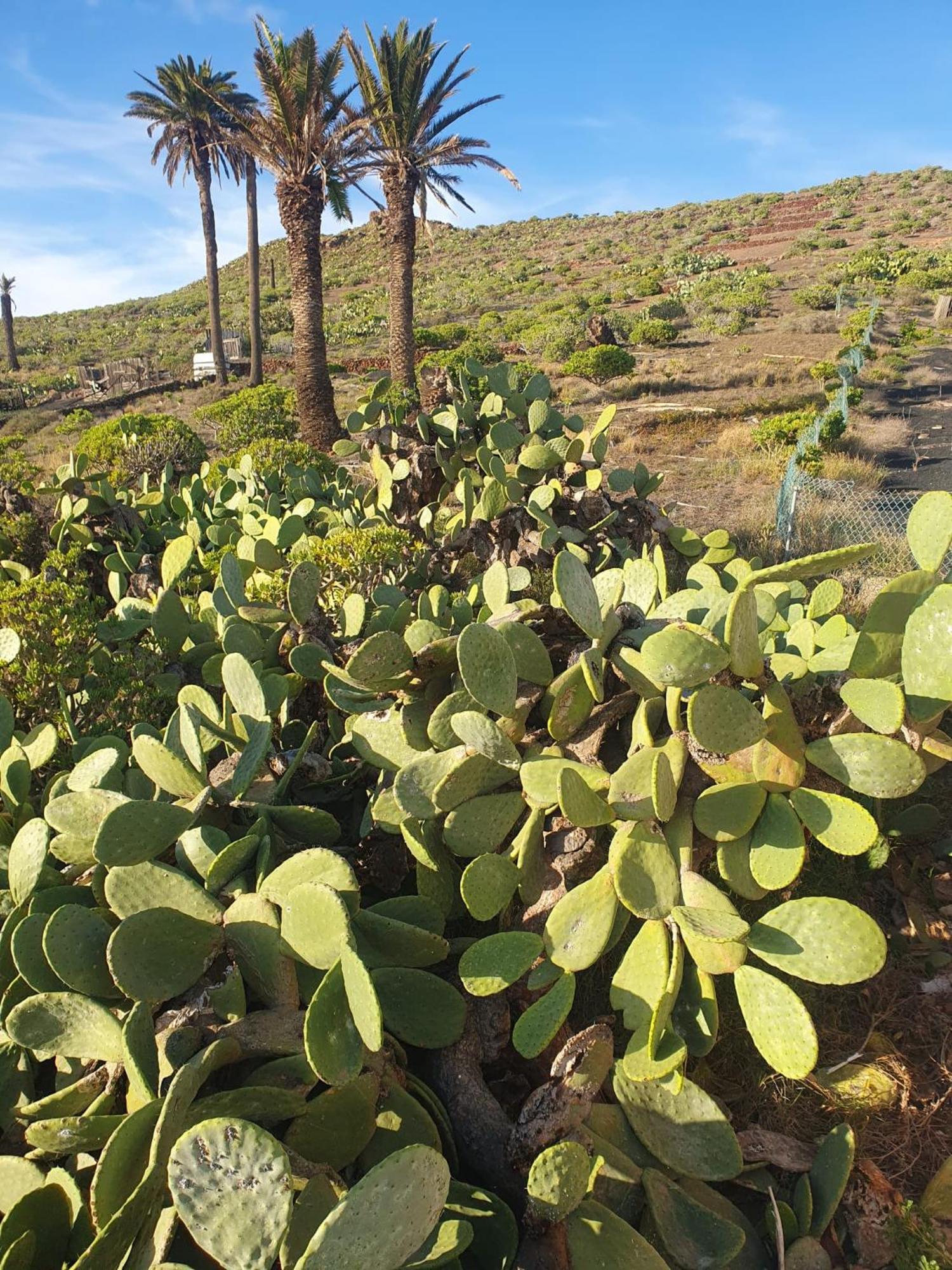Casa La Tunera, Country House, Haria, Lanzarote Extérieur photo
